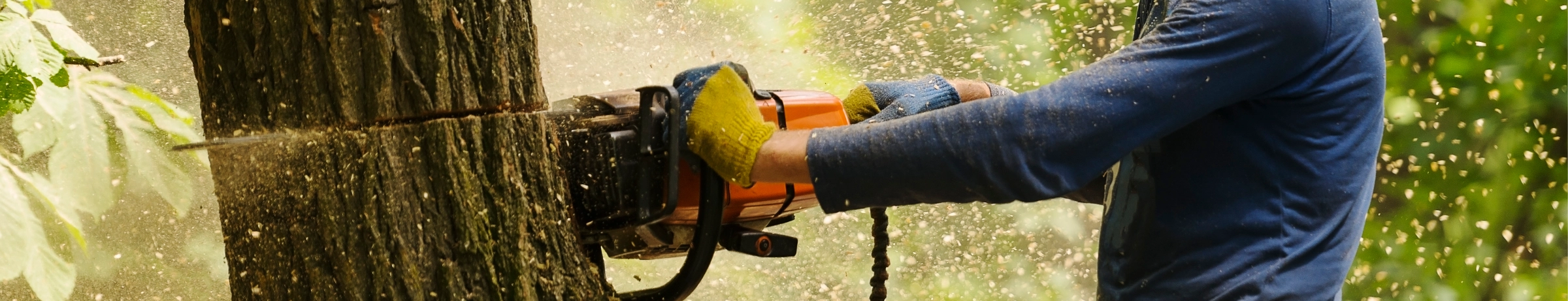 Image Gallery tec-nut.com for Dorking Tree Surgeon - Easy Website, New Company, Arborist expertise and consultation, Tec-Nut.com Websites, Best Website Builder, Simple Website, Free Website, Free Website, Company Website, Tree surgery services, Tree health and disease management, Website Builder